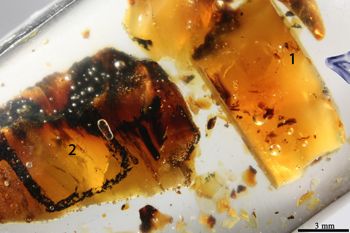 Media type: image;   Entomology PALE-26628